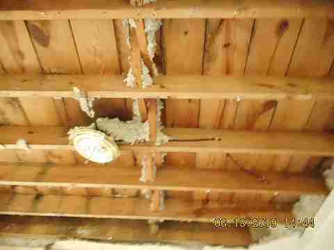 8266 Badger (10)_m.jpg